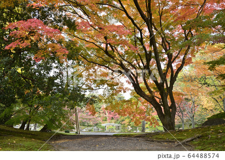 京都仙洞御所 南池 紅葉 京都仙洞御所 南池 紅葉 64488574
