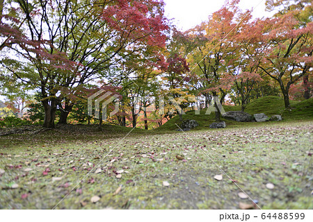 京都仙洞御所 南池 紅葉 京都仙洞御所 南池 紅葉 64488599