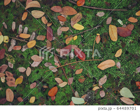 Green grass with dried leaves Park outdoor Nature background Green grass with dried leaves Park outdoor Nature background 64489701
