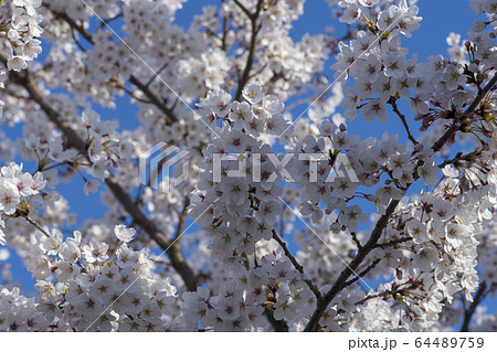 桜 春 花びら 64489759
