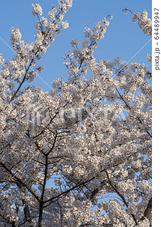 桜 春 花びら 64489947