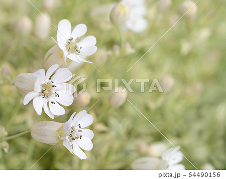 シレネ ユニフローラの花の写真素材