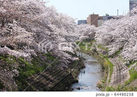 奈良市佐保川の桜並木 64490238