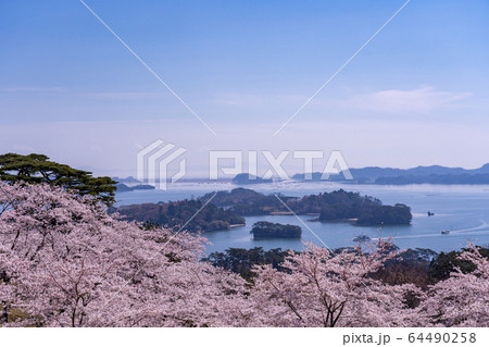 宮城県　松島町　満開の桜と西行戻しの松公園　春の松島湾 64490258