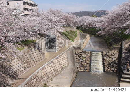 奈良市佐保川の桜並木 奈良市佐保川の桜並木 64490421