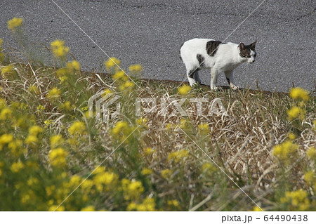 モグラを探す、野猫 モグラを探す、野猫 64490438