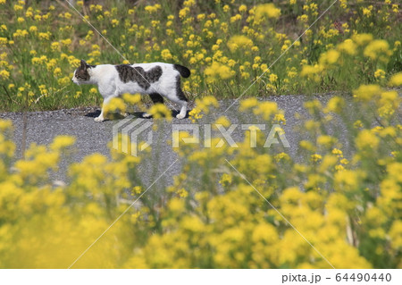 モグラを探す、野猫 64490440