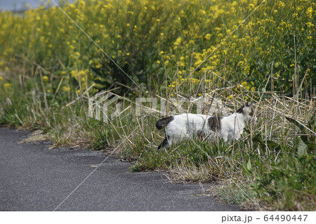 モグラを探す、野猫 モグラを探す、野猫 64490447