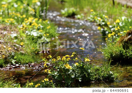日光上三依水生植物園に咲くリュウキンカ 64490691