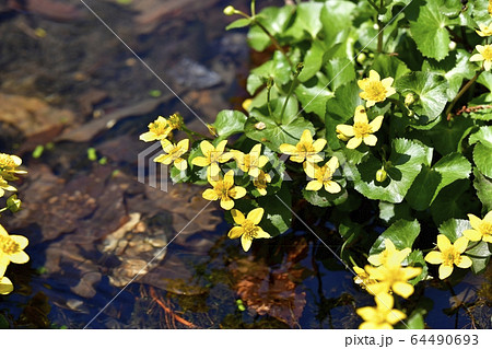 日光上三依水生植物園に咲くリュウキンカ 64490693