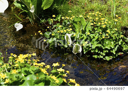 日光上三依水生植物園に咲くリュウキンカとミズバショウ 64490697
