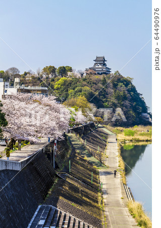 愛知県　犬山城と桜　犬山市都市風景 64490976