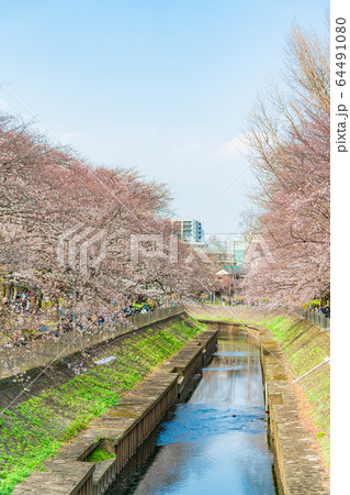 日本の春 杉並区 善福寺川と桜の風景 64491080