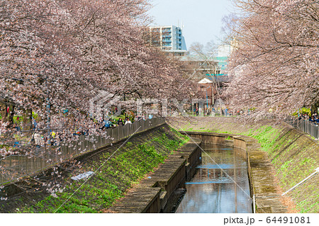 日本の春 杉並区 善福寺川と桜の風景 64491081