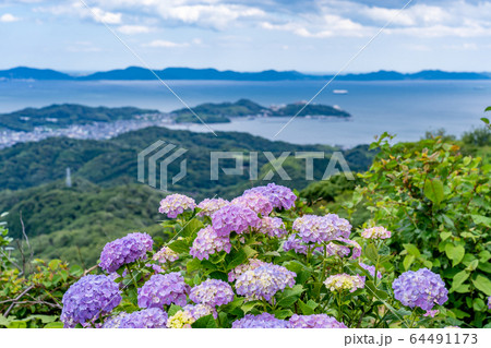 愛知県　三ヶ根山からの眺め　初夏の三河湾　あじさい 64491173