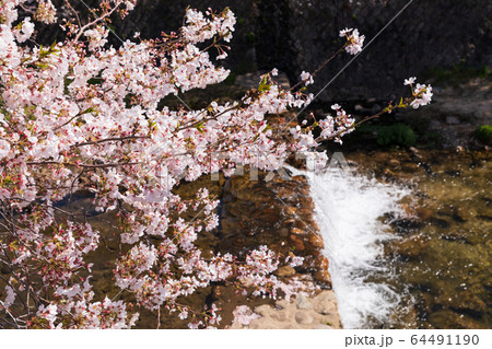 芦屋川と満開の桜 64491190
