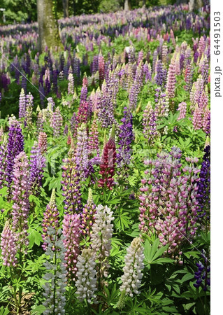 武蔵丘陵森林公園のルピナスの花畑の写真素材