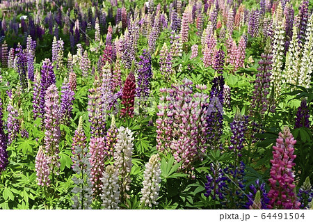 武蔵丘陵森林公園のルピナスの花畑 64491504