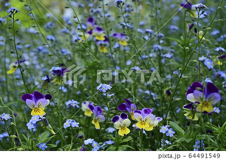 武蔵丘陵森林公園のワスレナグサの花畑にビオラの花の写真素材