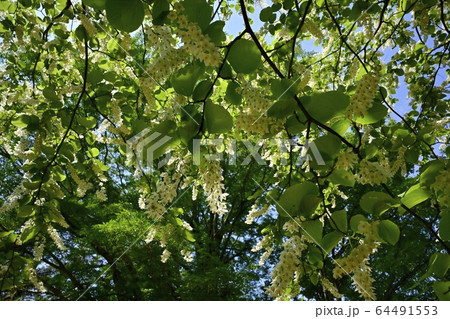 武蔵丘陵森林公園の白雲木の花 武蔵丘陵森林公園の白雲木の花 64491553