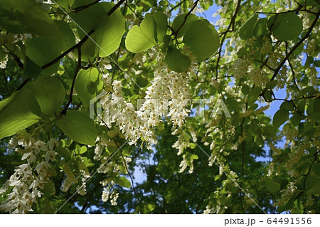 武蔵丘陵森林公園の白雲木の花 武蔵丘陵森林公園の白雲木の花 64491556