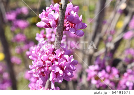 ハナズオウ(花蘇芳) ハナズオウ(花蘇芳) 64491672