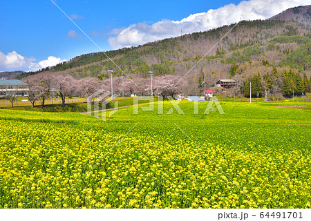 北信州 飯山 菜の花公園１４の写真素材