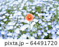 花 64491720