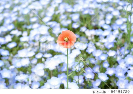花 花 64491720