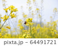 花と蜂 64491721