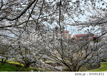 桜満開　校舎　茅ヶ崎市 64491852