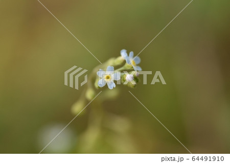 キュウリグサの花の写真素材