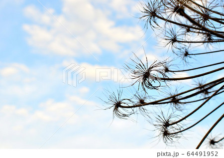 A huge flower on a background of blue sky  64491952