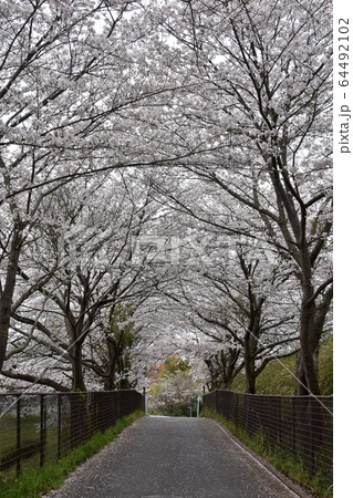 桜のトンネル 満開 茅ヶ崎市 桜のトンネル 満開 茅ヶ崎市 64492102