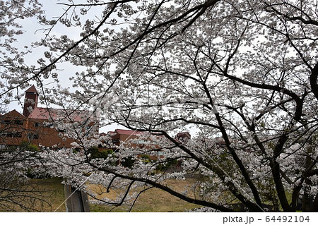 桜満開　校舎　茅ヶ崎市 64492104