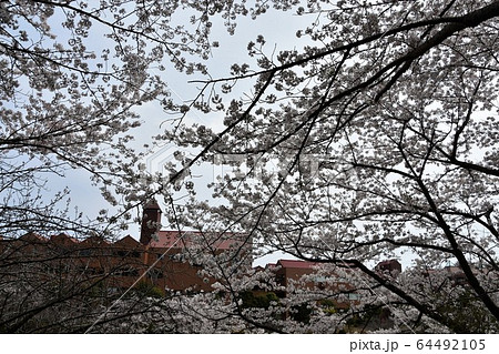 桜満開 校舎 茅ヶ崎市 桜満開 校舎 茅ヶ崎市 64492105