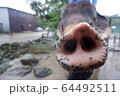ぞう 64492511