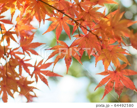 ハイキー紅葉 64492580