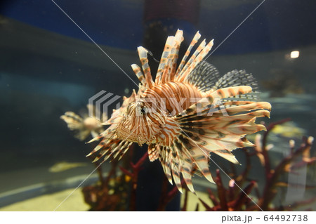 ミノカサゴ ミノカサゴ 64492738