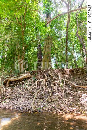 熱帯雨林 オーストラリアの森の写真素材