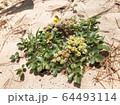 花 64493114