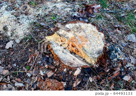Stump of the felled living tree in the forest Stump of the felled living tree in the forest 64493133
