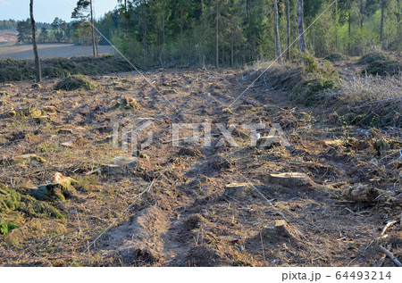 Cut trees in the forest. Deforestation and Illegal Logging, international trade in illegal timber Cut trees in the forest. Deforestation and Illegal Logging, international trade in illegal timber 64493214