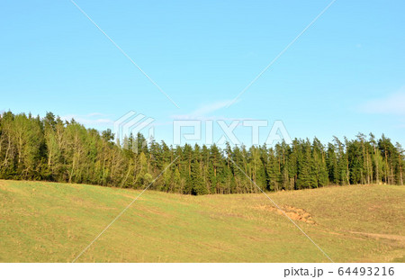 View of a field with green vegetation in the background of a forest 64493216