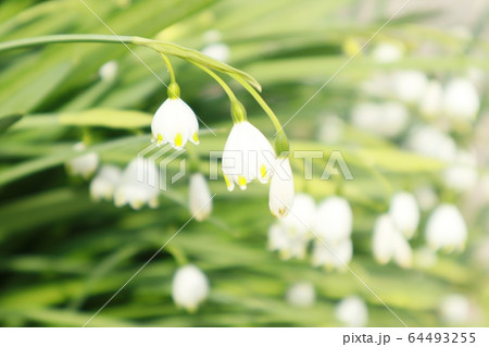 スノードロップ　 64493255