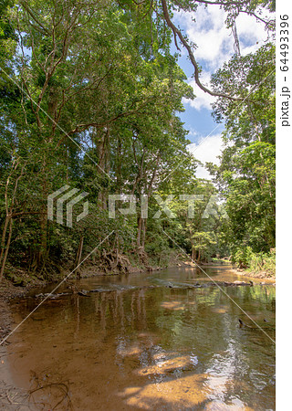 熱帯雨林の森 オーストラリアの写真素材