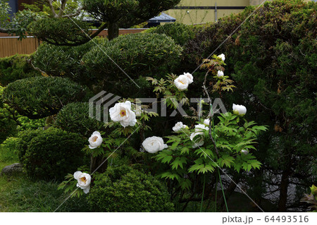 花、牡丹、赤色@自宅の庭、堺市、大阪府 花、牡丹、赤色@自宅の庭、堺市、大阪府 64493516
