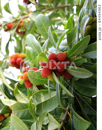 ヤマモモ 64494963