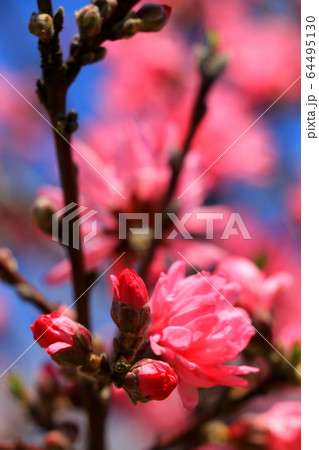 桃の花 64495130