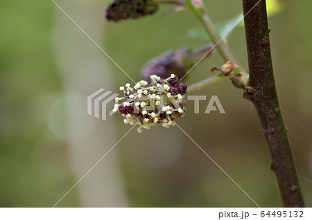コウゾの雄花 64495132